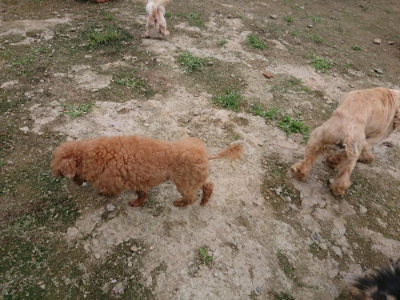 f:id:roukenhome-ann:20190717152624j:plain