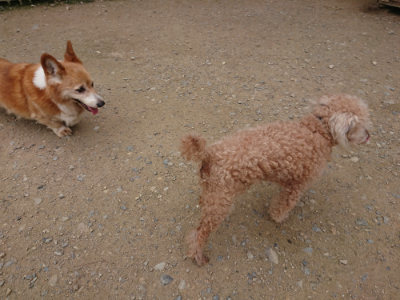 f:id:roukenhome-ann:20190717152726j:plain