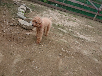 f:id:roukenhome-ann:20190717173657j:plain