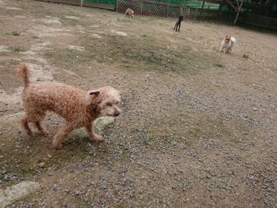 f:id:roukenhome-ann:20190717173707j:plain
