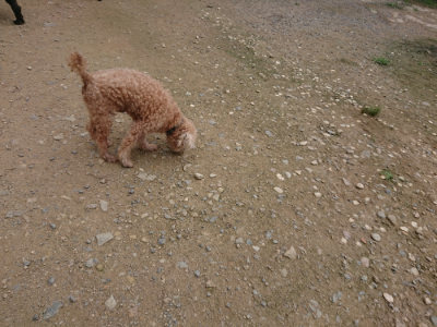 f:id:roukenhome-ann:20190717173717j:plain