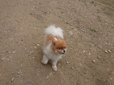 f:id:roukenhome-ann:20190717173839j:plain