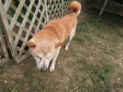 f:id:roukenhome-ann:20190717173859j:plain