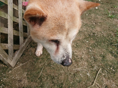 f:id:roukenhome-ann:20190717173927j:plain