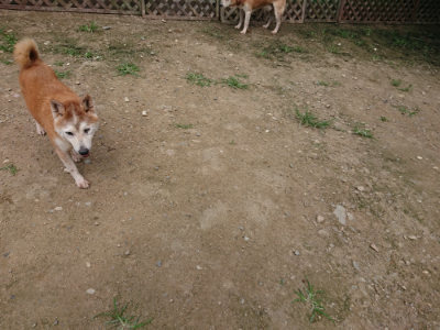 f:id:roukenhome-ann:20190717174017j:plain