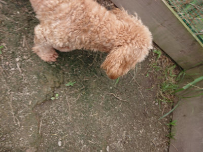 f:id:roukenhome-ann:20190717174032j:plain