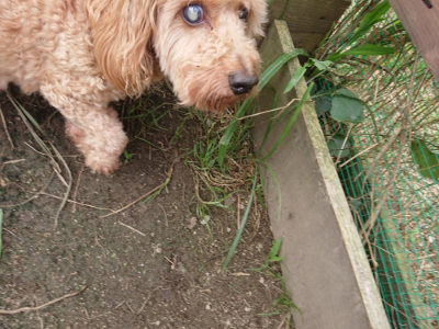 f:id:roukenhome-ann:20190717174036j:plain