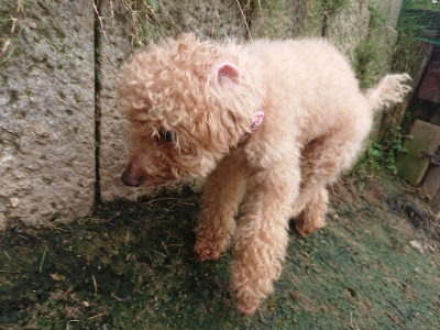 f:id:roukenhome-ann:20190717174149j:plain