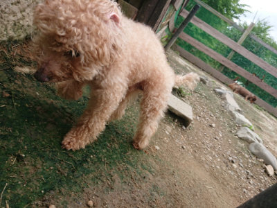 f:id:roukenhome-ann:20190717174226j:plain