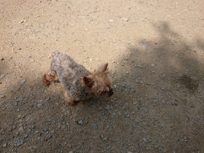f:id:roukenhome-ann:20190717175027j:plain