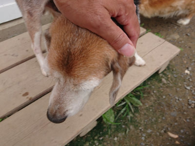 f:id:roukenhome-ann:20190717175204j:plain