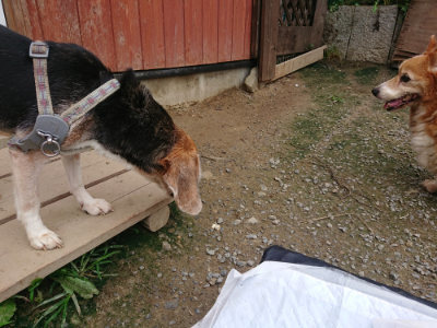 f:id:roukenhome-ann:20190717175229j:plain