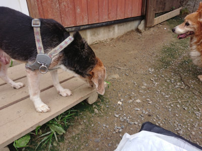 f:id:roukenhome-ann:20190717175255j:plain