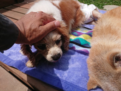 f:id:roukenhome-ann:20190717180253j:plain