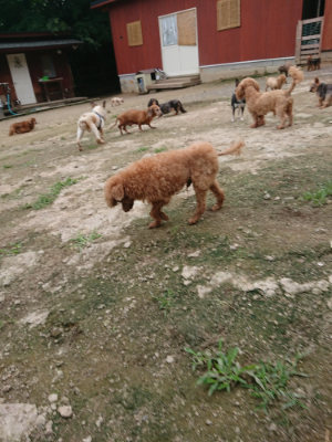 f:id:roukenhome-ann:20190717180257j:plain