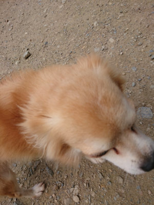 f:id:roukenhome-ann:20190717180410j:plain