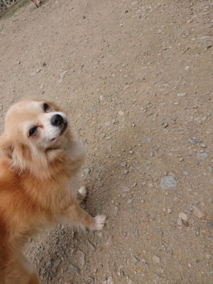 f:id:roukenhome-ann:20190717180429j:plain