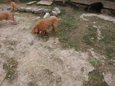 f:id:roukenhome-ann:20190717180618j:plain