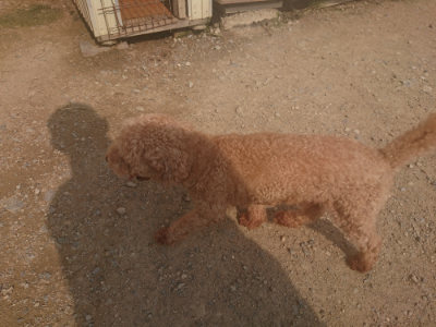 f:id:roukenhome-ann:20190718111811j:plain f:id:roukenhome-ann:20190718111811j:plain