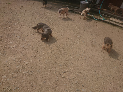 f:id:roukenhome-ann:20190718111850j:plain f:id:roukenhome-ann:20190718111850j:plain