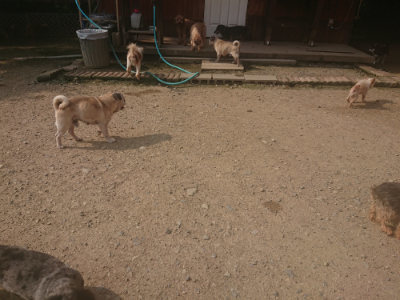 f:id:roukenhome-ann:20190718111923j:plain f:id:roukenhome-ann:20190718111923j:plain
