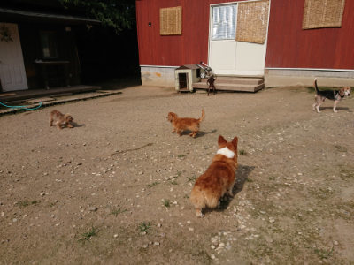 f:id:roukenhome-ann:20190718111928j:plain f:id:roukenhome-ann:20190718111928j:plain
