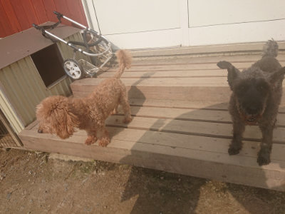 f:id:roukenhome-ann:20190718111940j:plain f:id:roukenhome-ann:20190718111940j:plain