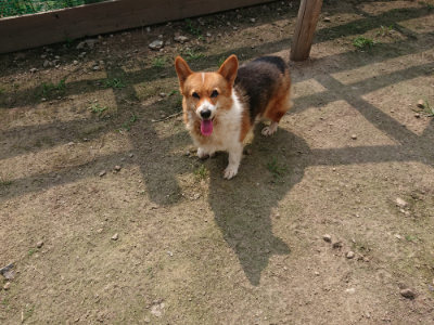 f:id:roukenhome-ann:20190718111950j:plain f:id:roukenhome-ann:20190718111950j:plain