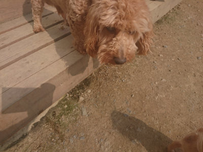 f:id:roukenhome-ann:20190718112004j:plain f:id:roukenhome-ann:20190718112004j:plain