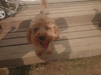 f:id:roukenhome-ann:20190718112008j:plain f:id:roukenhome-ann:20190718112008j:plain