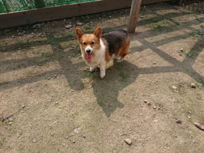 f:id:roukenhome-ann:20190718112013j:plain f:id:roukenhome-ann:20190718112013j:plain