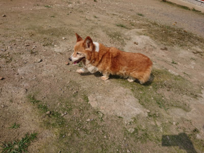 f:id:roukenhome-ann:20190718112108j:plain f:id:roukenhome-ann:20190718112108j:plain