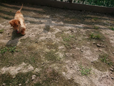 f:id:roukenhome-ann:20190718112245j:plain f:id:roukenhome-ann:20190718112245j:plain