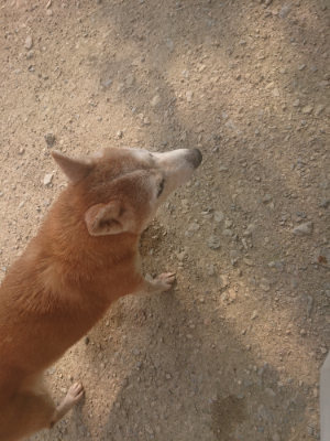 f:id:roukenhome-ann:20190718122829j:plain f:id:roukenhome-ann:20190718122829j:plain