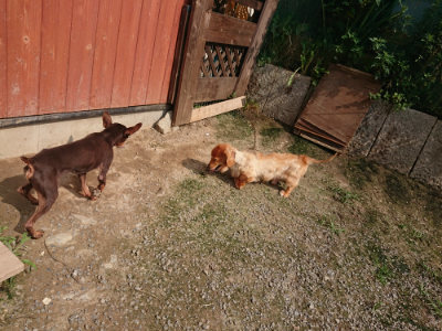 f:id:roukenhome-ann:20190718122835j:plain f:id:roukenhome-ann:20190718122835j:plain