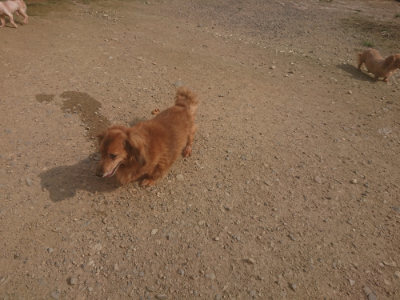 f:id:roukenhome-ann:20190718122858j:plain f:id:roukenhome-ann:20190718122858j:plain