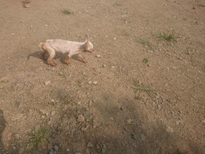 f:id:roukenhome-ann:20190718123057j:plain f:id:roukenhome-ann:20190718123057j:plain