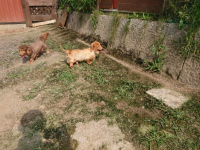 f:id:roukenhome-ann:20190718123139j:plain f:id:roukenhome-ann:20190718123139j:plain