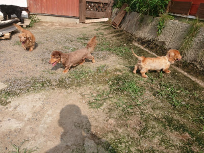 f:id:roukenhome-ann:20190718123145j:plain f:id:roukenhome-ann:20190718123145j:plain