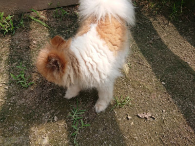 f:id:roukenhome-ann:20190718123230j:plain f:id:roukenhome-ann:20190718123230j:plain