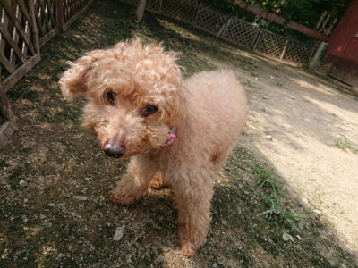 f:id:roukenhome-ann:20190718123248j:plain f:id:roukenhome-ann:20190718123248j:plain