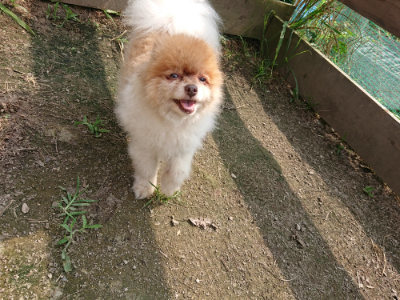 f:id:roukenhome-ann:20190718123315j:plain f:id:roukenhome-ann:20190718123315j:plain