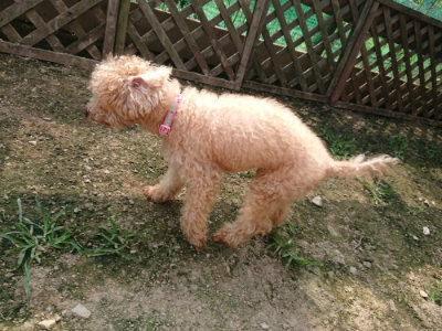 f:id:roukenhome-ann:20190718123325j:plain f:id:roukenhome-ann:20190718123325j:plain