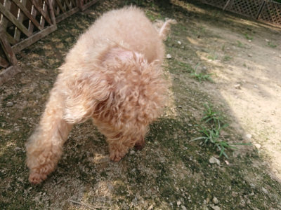 f:id:roukenhome-ann:20190718123330j:plain f:id:roukenhome-ann:20190718123330j:plain