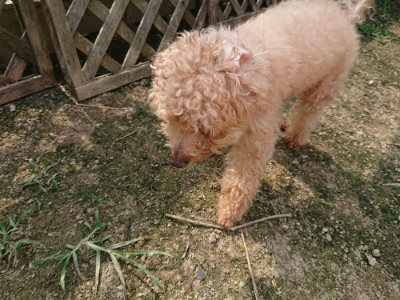f:id:roukenhome-ann:20190718123335j:plain f:id:roukenhome-ann:20190718123335j:plain