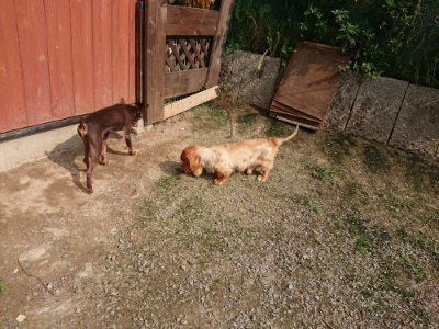 f:id:roukenhome-ann:20190718123346j:plain f:id:roukenhome-ann:20190718123346j:plain