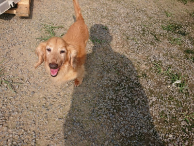 f:id:roukenhome-ann:20190718123426j:plain f:id:roukenhome-ann:20190718123426j:plain