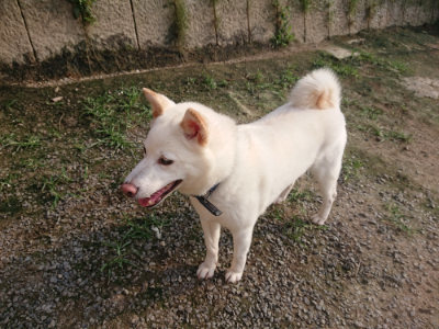 f:id:roukenhome-ann:20190718123452j:plain f:id:roukenhome-ann:20190718123452j:plain