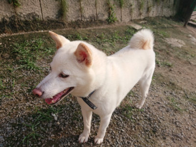 f:id:roukenhome-ann:20190718123516j:plain f:id:roukenhome-ann:20190718123516j:plain