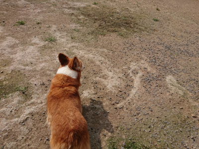 f:id:roukenhome-ann:20190718123623j:plain f:id:roukenhome-ann:20190718123623j:plain